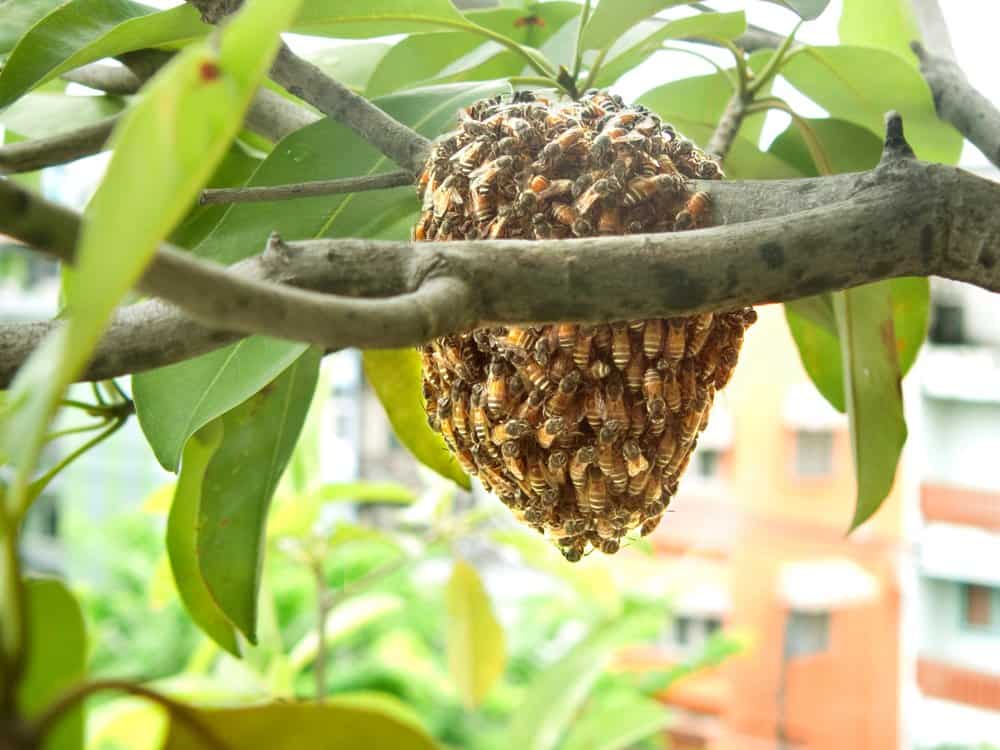 Read more about the article Problemas con las Abejas – 3 Maneras de Matar a las Abejas de Forma Natural