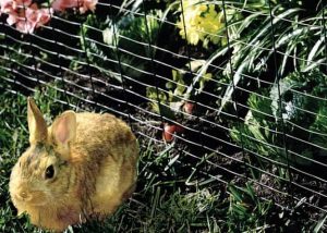 Read more about the article Repelentes de Conejos: 5 Opciones Naturales y Remedios Caseros