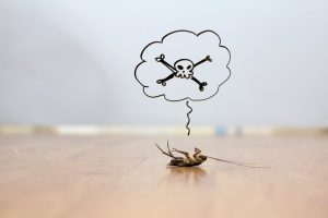 Read more about the article 6 Cosas que Debes Saber: Controlar las Cucarachas Naturalmente (2018)
