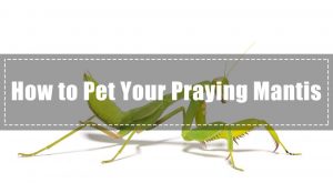 Read more about the article Mantis de Oración Como Mascota – Cómo Mascotas Tus Antis de Oración (2018)