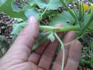 Huevos de bicho calabaza en las plantas