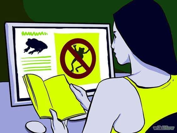 Read more about the article Cómo Deshacerse de Ranas: 3+4 Maneras de Deshacerse de Ranas de Manera Efectiva