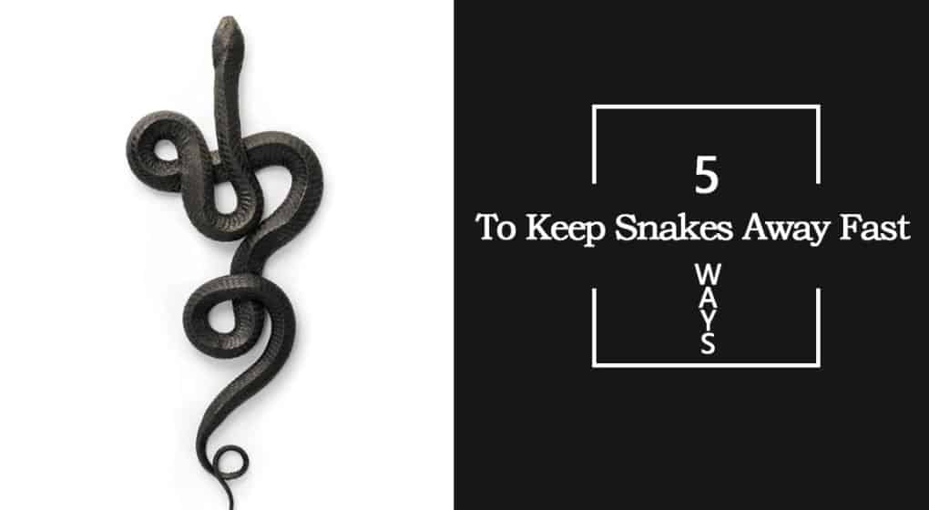 Read more about the article Cómo Mantener a las Serpientes Lejos Rápido: 5 Métodos que Estás Superando