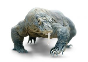 Read more about the article Dragon de Komodo: 5 Hechos Interesantes Más Hechos Divertidos, Mordeduras y Tratamiento