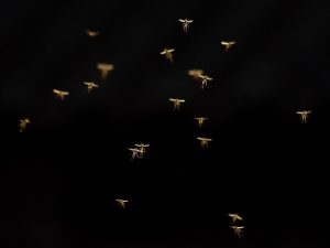 Read more about the article Cómo Hacer una Trampa de Mosquitos Casera?