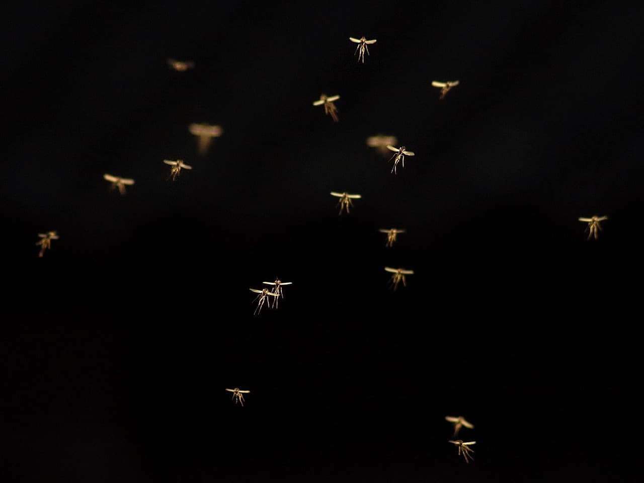 Read more about the article Cómo Hacer una Trampa de Mosquitos Casera?