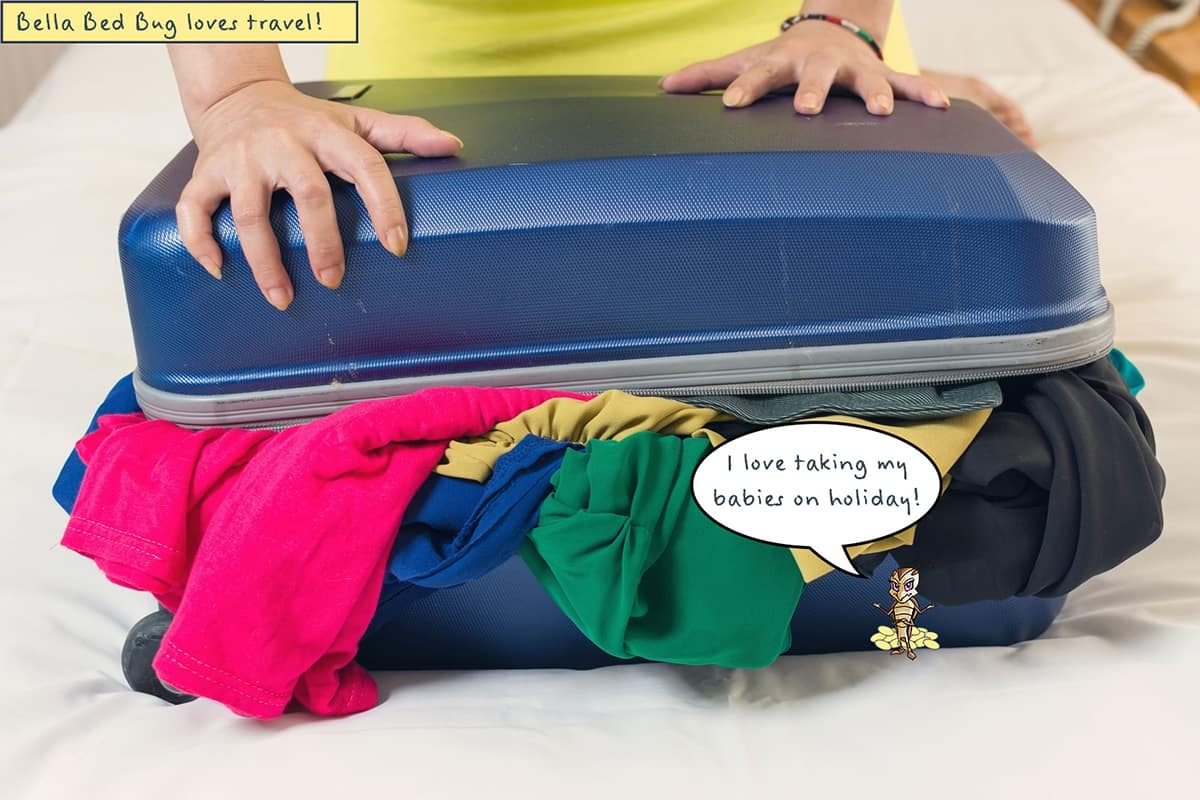 Read more about the article Chinches – Todo lo que Necesitas Saber sobre Chinches en el Equipaje