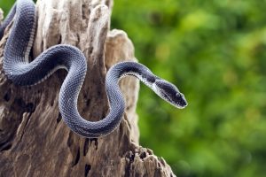 Read more about the article 7 Repelentes de Serpiente Naturales y Eficaces