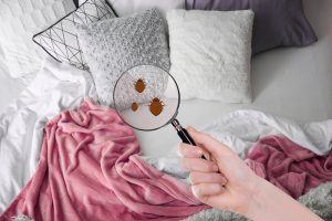 Read more about the article ¿Cómo Encontrar Insectos en la Cama?
