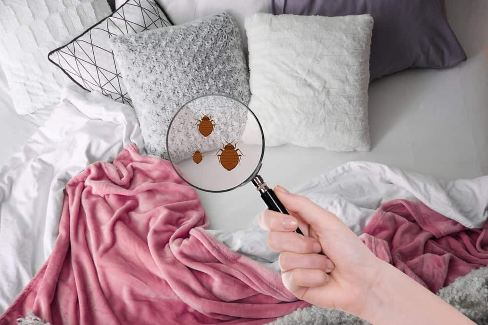 Read more about the article ¿Cómo Encontrar Insectos en la Cama?