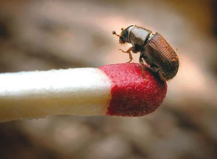 Read more about the article Escarabajos de Corteza – Pequeñas Plagas con Enormes Daños