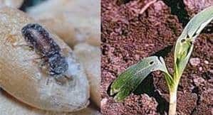 escarabajo de grano en la naturaleza