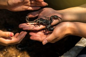 Read more about the article Cómo Mantener un Escorpión como Mascota