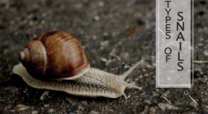 Read more about the article Identificación de Caracoles y Especies de Caracoles de Tierra Más Populares
