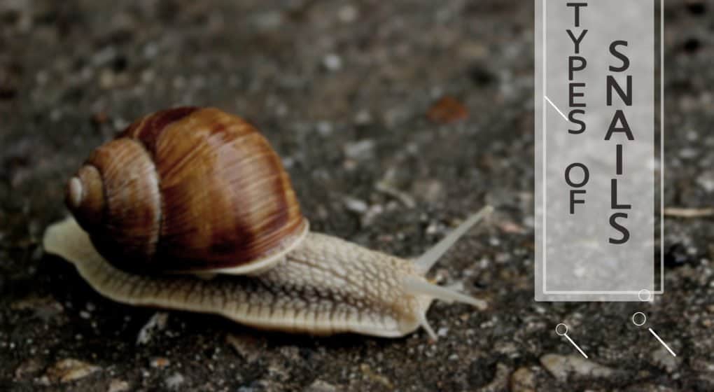 Read more about the article Identificación de Caracoles y Especies de Caracoles de Tierra Más Populares