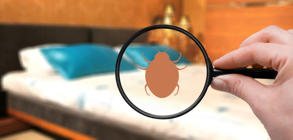 Read more about the article Obligaciones del Hotel para Chinches