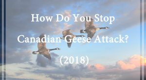 Read more about the article Gansos Canadienses – ¿Cómo Se Detiene el Ataque de los Gansos Canadienses? (2018)