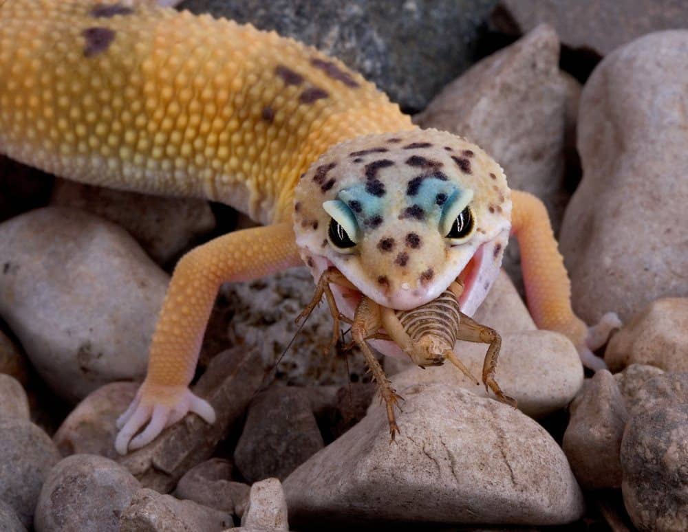 Read more about the article Gecko Leopardo: 6 Características Físicas y 4 Tipos de Leopardo Gecko
