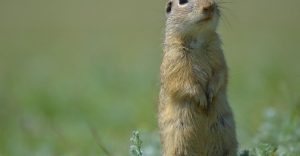 Read more about the article Cómo Deshacerse de los Gofres: 8 Formas Naturales y 7 Formas Letales