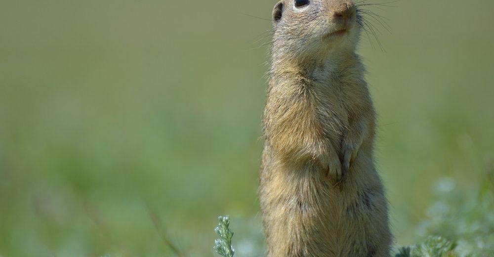 Read more about the article Cómo Deshacerse de los Gofres: 8 Formas Naturales y 7 Formas Letales