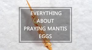 Read more about the article Orar Huevos Mantis – Todo Sobre Orar Huevos Mantis