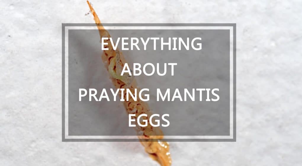 Read more about the article Orar Huevos Mantis – Todo Sobre Orar Huevos Mantis