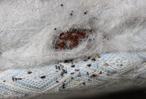 Read more about the article Huevos de Insectos de la Cama – Información Interesante sobre Huevos de Insectos de la Cama