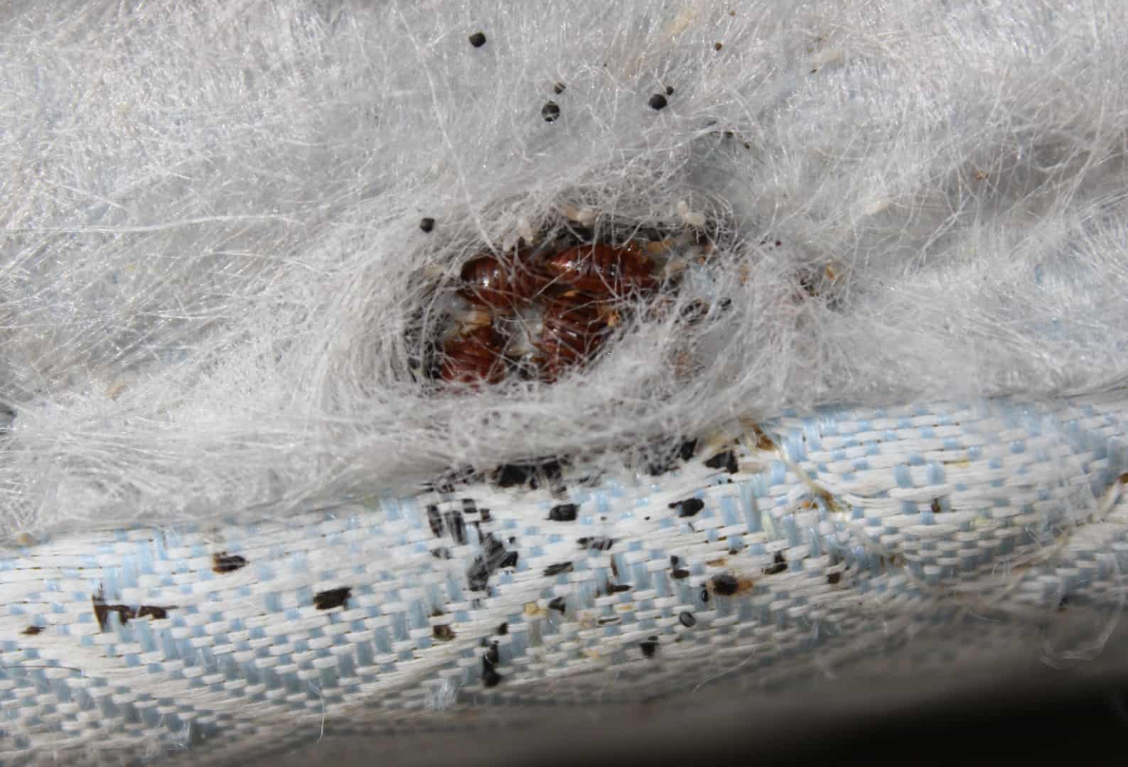 Read more about the article Huevos de Insectos de la Cama – Información Interesante sobre Huevos de Insectos de la Cama