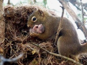 La ardilla gris sostiene a su bebé en brazos.