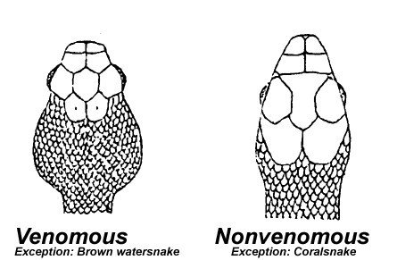 Read more about the article Consejos para Identificar una Serpiente Venenosa