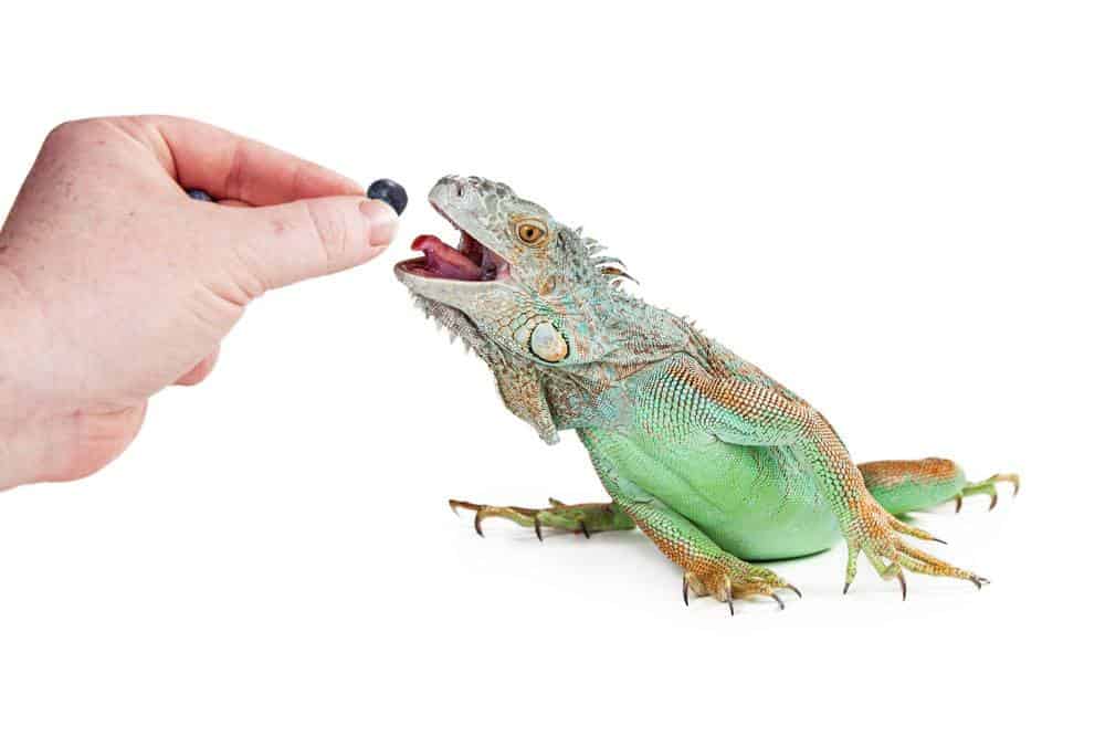 Read more about the article Iguana Verde: 5 Datos Interesantes y 6 Otras Especies