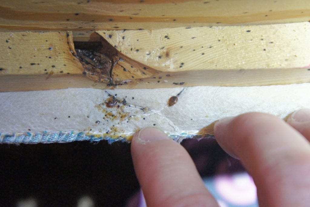 Plagas de insectos en la cama