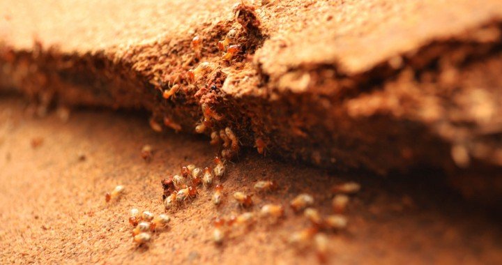 Termitas van dentro de la pared