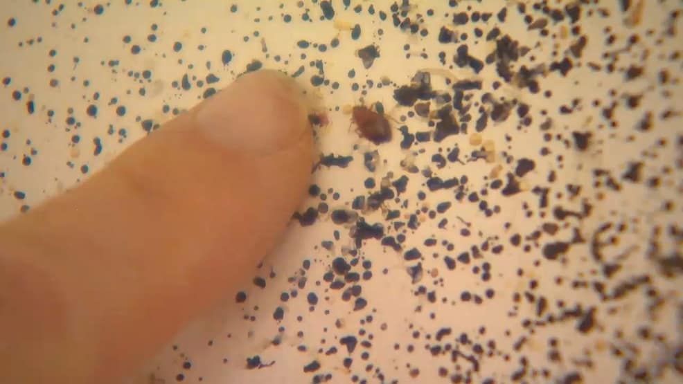 Servir la infestación de insectos de la cama en la pared