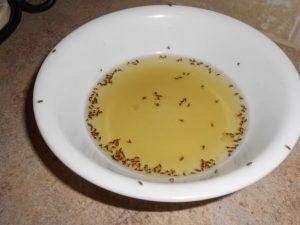 Infestaciones de mosquitos en el hogar.