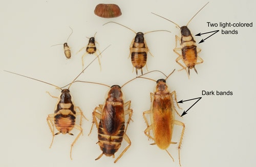 Breve información sobre la cucaracha de bandas marrones