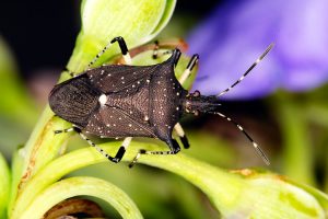 Read more about the article Insecto Soldado Hilado -Ciclo de Vida, Identificación y Beneficios