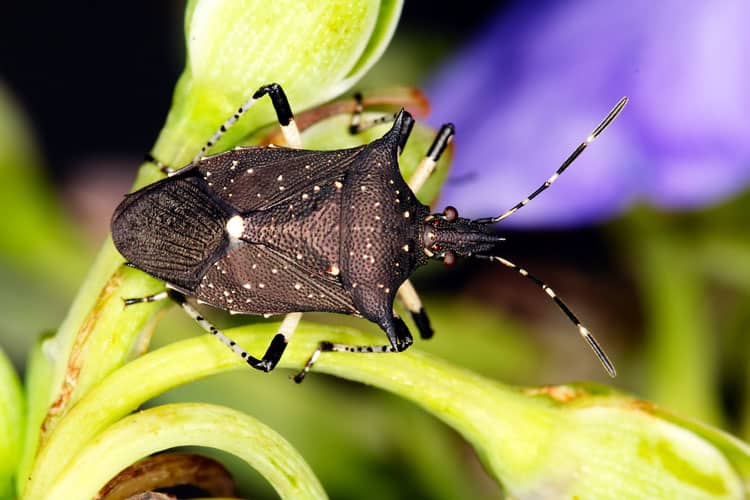 Read more about the article Insecto Soldado Hilado -Ciclo de Vida, Identificación y Beneficios