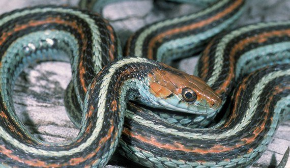 Read more about the article 15 Preguntas y Respuestas sobre los Hechos de la Serpiente de la Liga