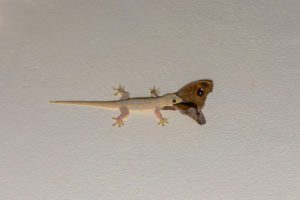 Gecko común de la casa que come la mariposa común del anillo cinco en el techo en la noche.