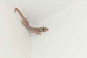 Lagarto de casa monocromo en la pared.