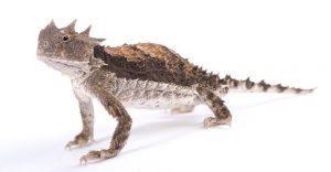 Read more about the article Lagarto Cuerno: 6 Características Físicas Más 9 Datos Divertidos