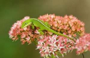 Read more about the article Lagarto de Anol Verde: 7 Cosas para Considerar