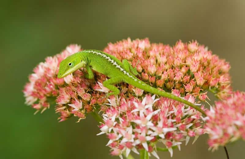 Read more about the article Lagarto de Anol Verde: 7 Cosas para Considerar