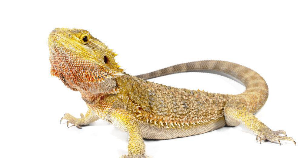 Read more about the article El Lagarto Dragón Barbudo: 7 Cosas Interesantes Que Deberías Saber