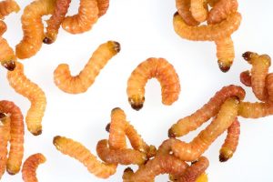 Read more about the article Ciclo de Vida de las Polillas – 4 Etapas de Vida de una Polilla (2018)