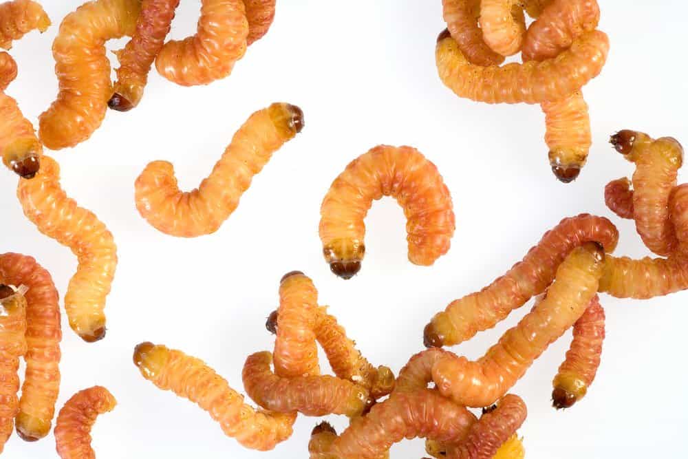 Read more about the article Ciclo de Vida de las Polillas – 4 Etapas de Vida de una Polilla (2018)