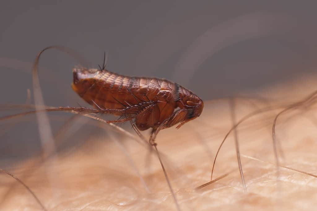 Read more about the article Mordeduras de Pulgas en Humanos