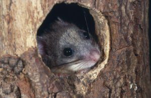 La grasa lirón en el agujero de árbol