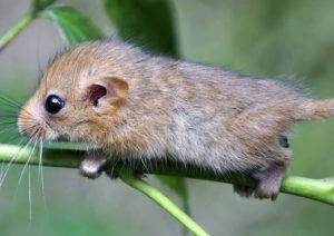 Un lindo ratón acostado en plantas